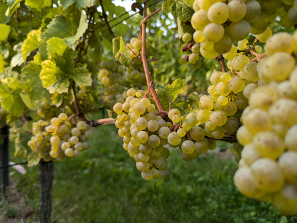 Riesling Beeren