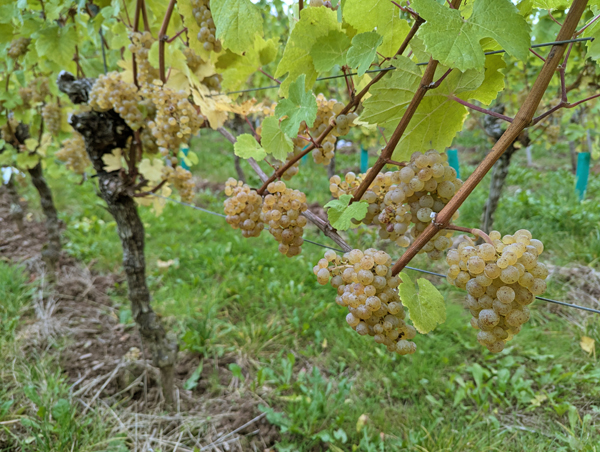 Riesling Weinernte