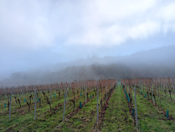 Weinberg im Nebel