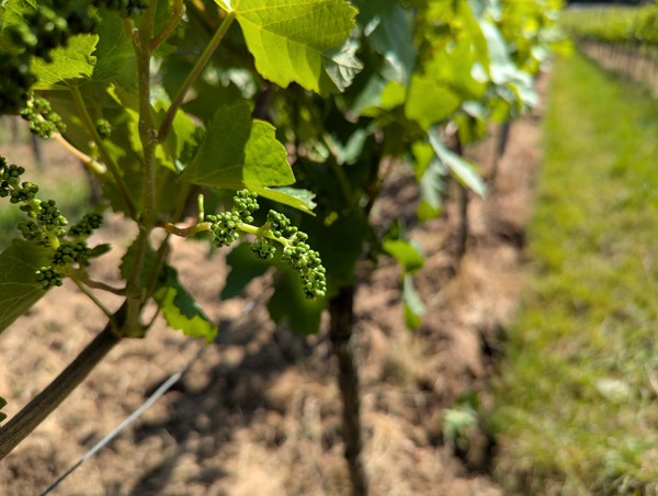 Traube vor der Blüte