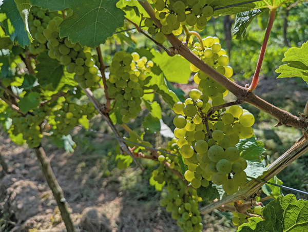 Rieslingtrauben