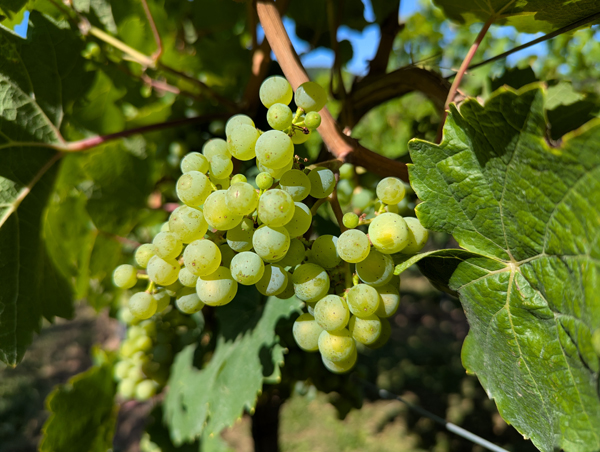 Trauben Beeren