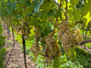 Rieslingtrauben