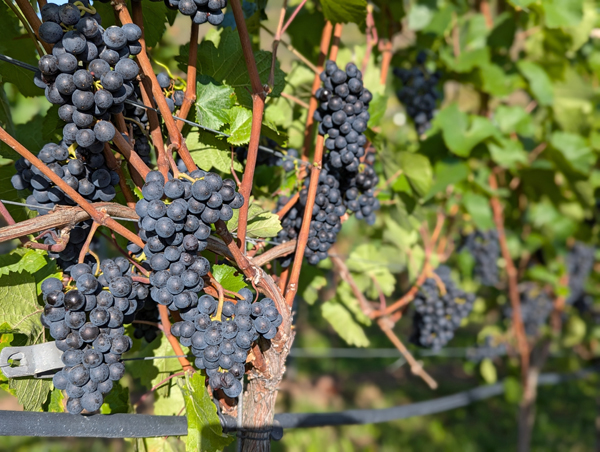 Mosel rote Trauben