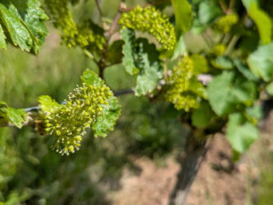 Weinreben blühen
