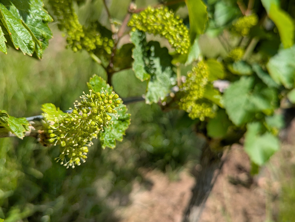 Weinreben blühen