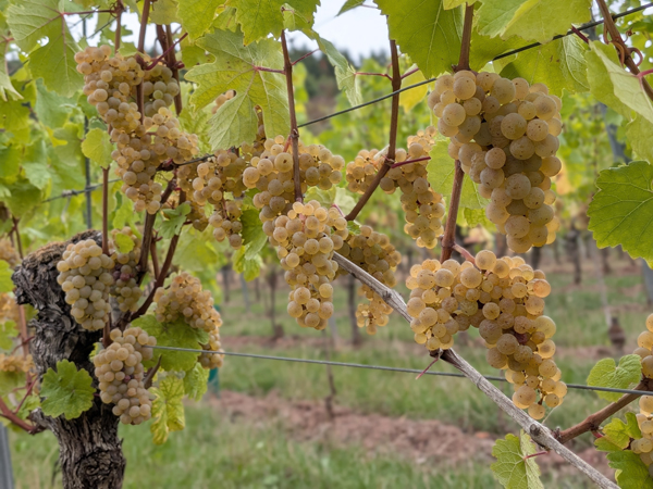Rieslingtrauben